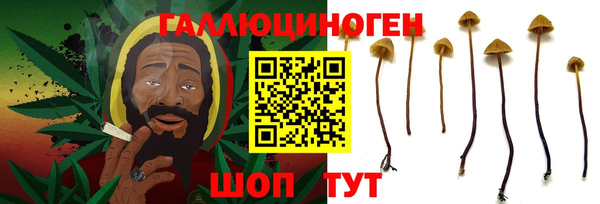 Псилоцибиновые грибы Cubensis Минеральные Воды